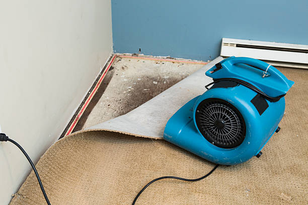 Best Flood damage cleanup  in Clermont, GA
